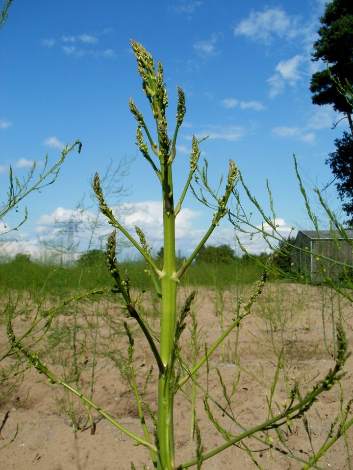 20110701Spargelfeld_Oftersheim06