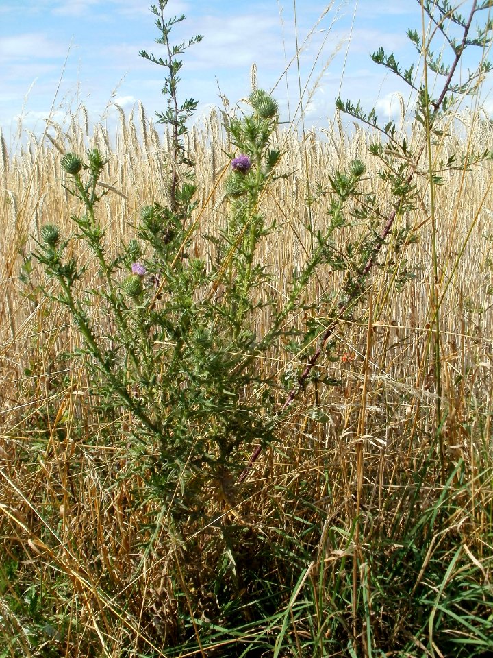 20110702Distel_Weizenfeld_Reilingen