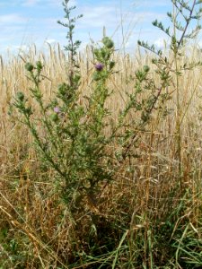 20110702Distel_Weizenfeld_Reilingen