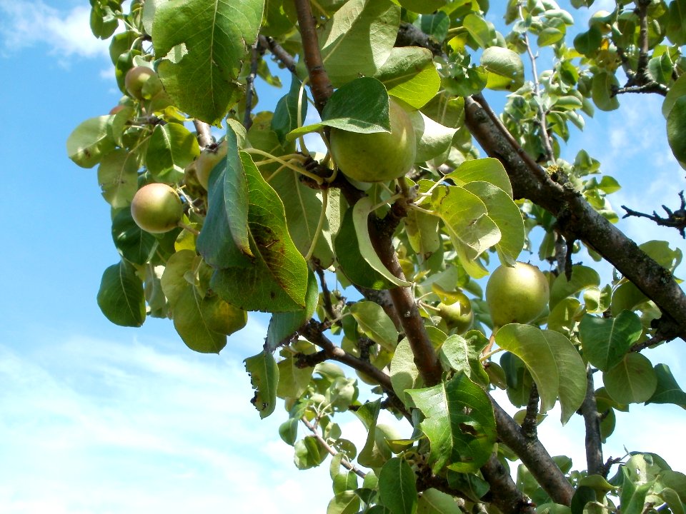20110702Birnbaum_Reilingen2