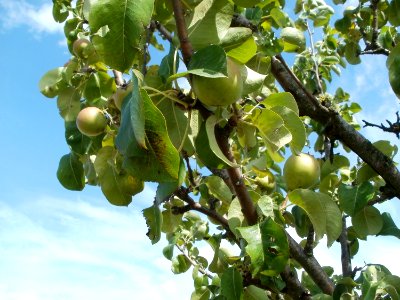 20110702Birnbaum_Reilingen2