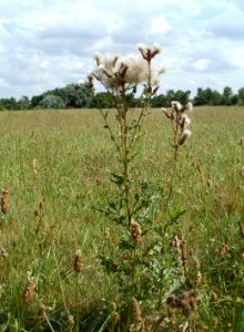 20110702Cirsium_arvense1