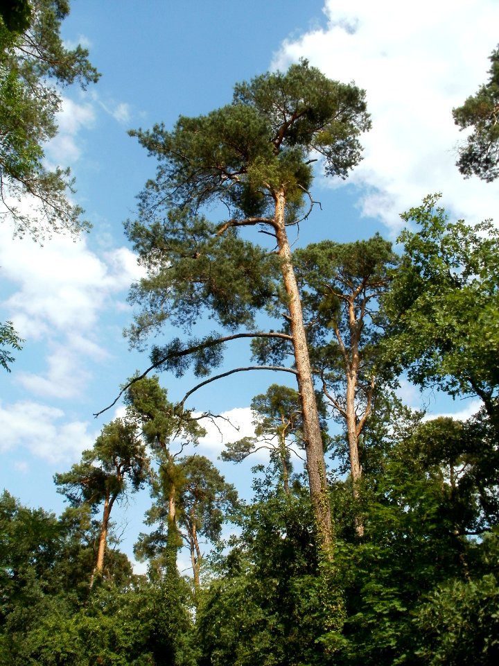20110630Schwetzinger_Hart23