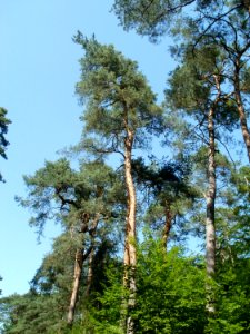 20110628Kiefern_Schwetzinger_Hardt1