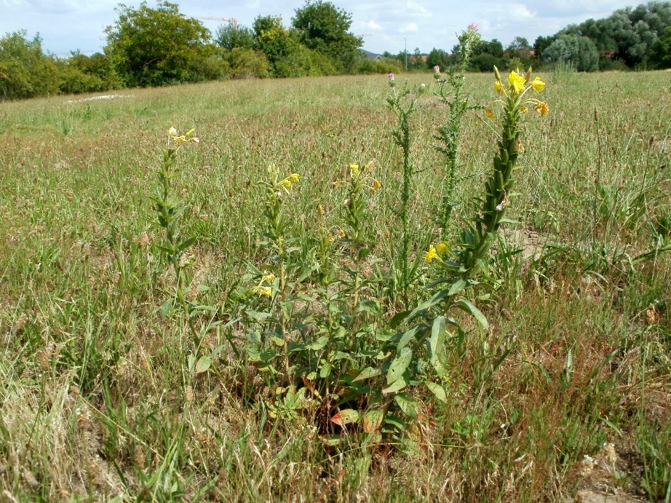 20110702Distel_Wiesenblumen_Hockenheim