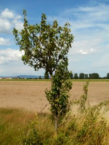 20110702Birnbaum_Reilingen1