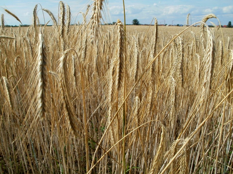 20110702Weizenfeld_Reilingen2