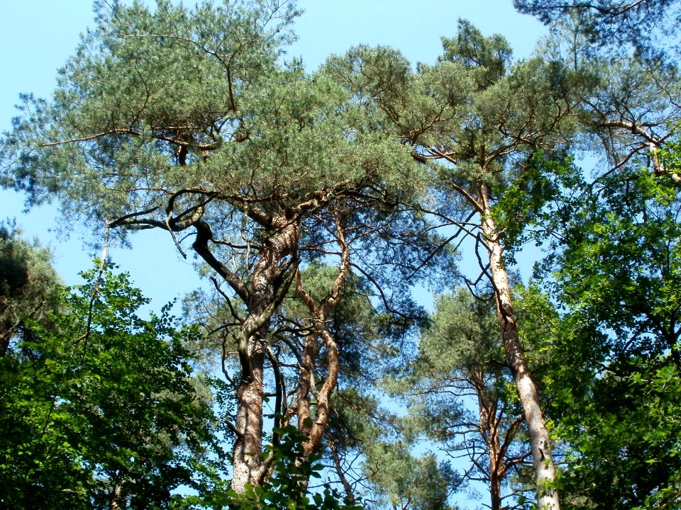 20110628Kiefern_Schwetzinger_Hardt6