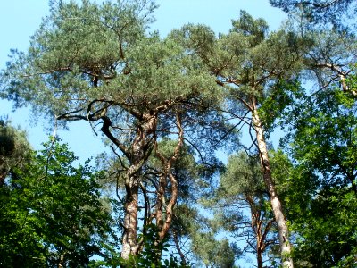 20110628Kiefern_Schwetzinger_Hardt6