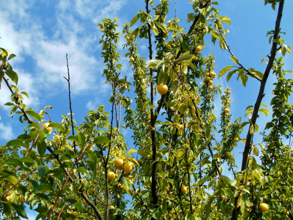 20110702Prunus_cerasifera_Reilingen3