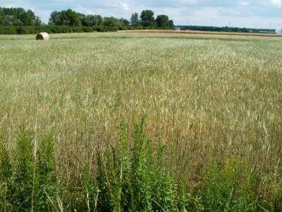 20110702Gerstenfeld_Reilingen3