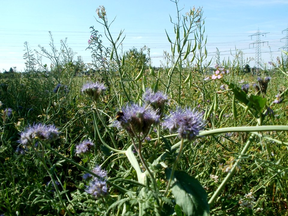 20110703Wildes_Rapsfeld_Ketsch2