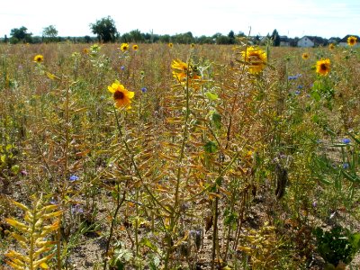 20110703Wildes_Rapsfeld_Ketsch8
