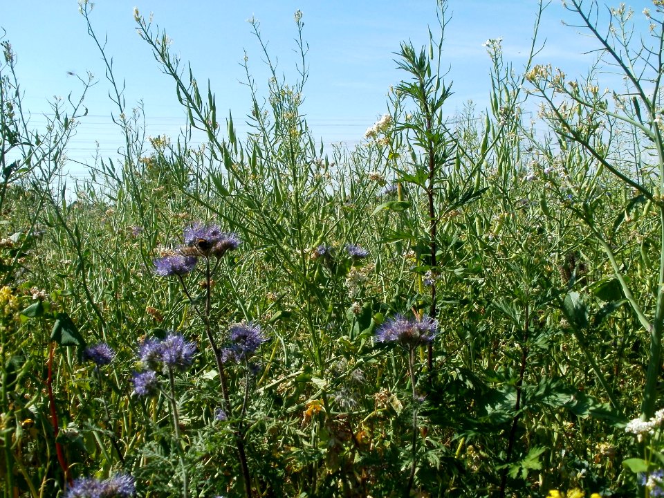 20110703Wildes_Rapsfeld_Ketsch4