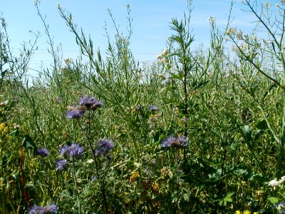 20110703Wildes_Rapsfeld_Ketsch4