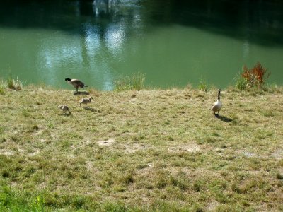 20110703Branta_canadensis2