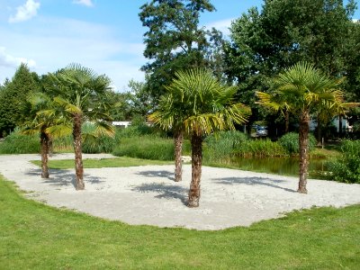 20110702Palmen_Landesgartenschaupark_Hockenheim1