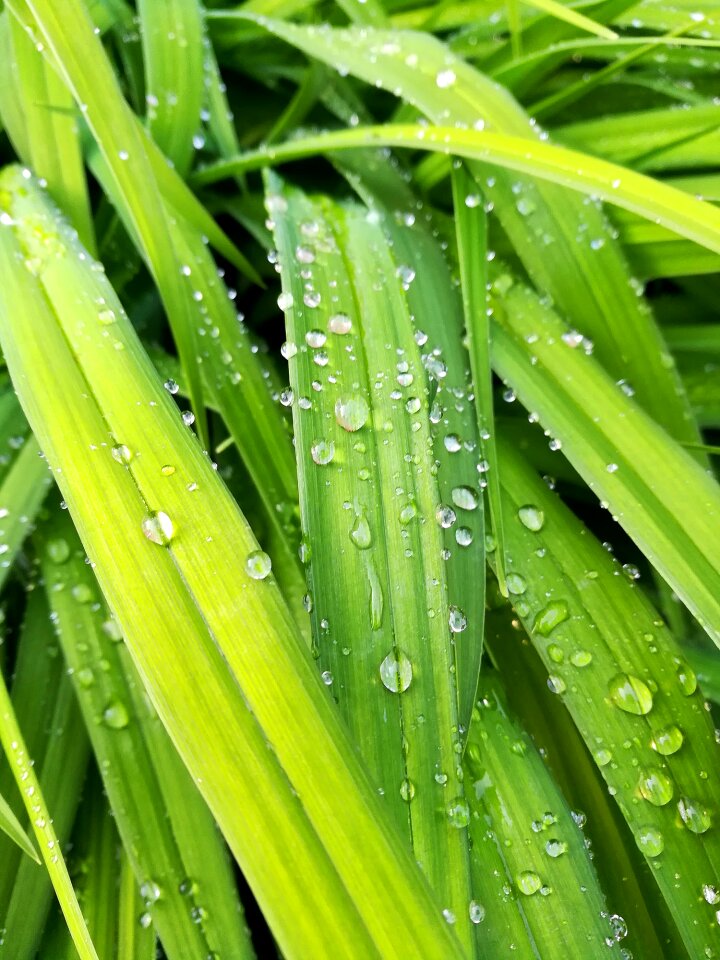 Nature green water