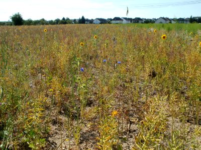 20110703Wildes_Rapsfeld_Ketsch7