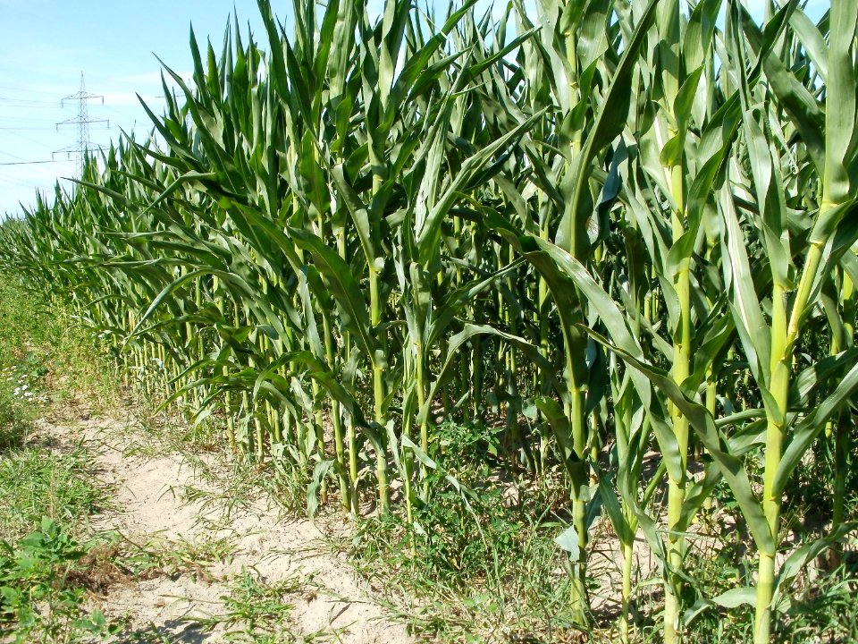20110703Maisfeld_Ketsch2