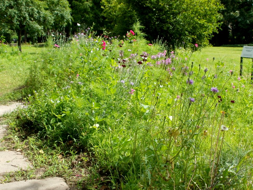 20110702Blumen_Ebertpark_Hockenheim1
