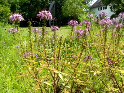 20110702Blumen_Ebertpark_Hockenheim2