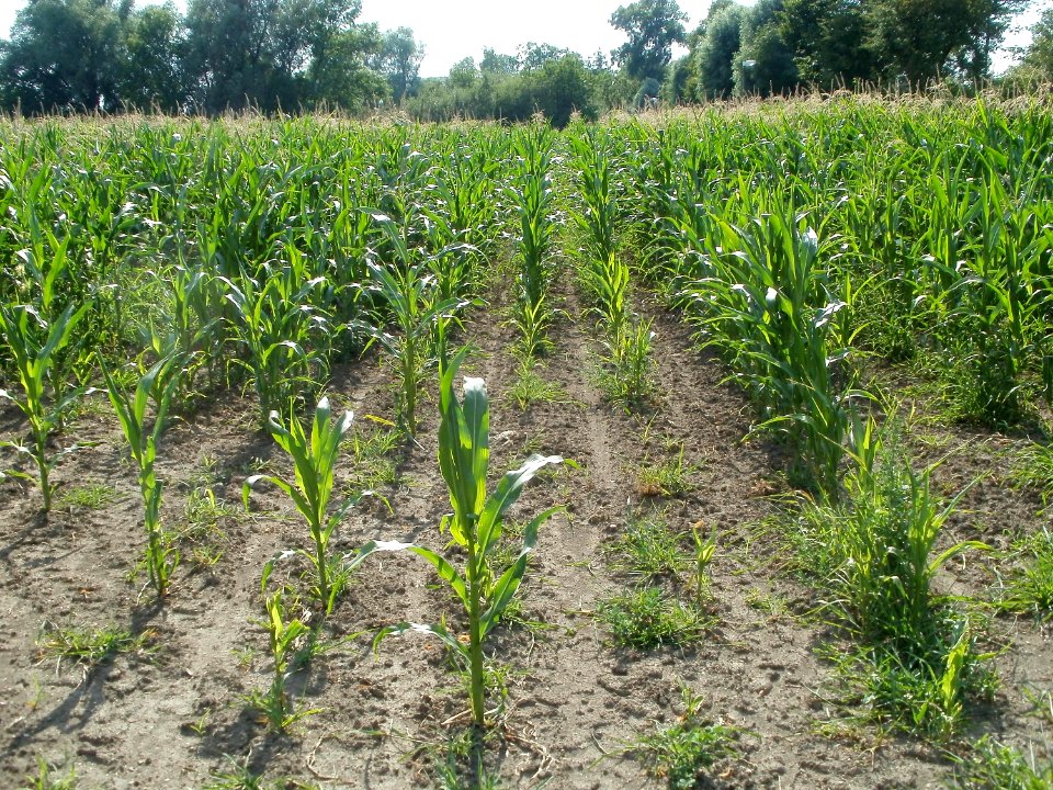 20110703Maisfeld_Ketsch4