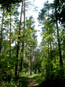 20110630Schwetzinger_Hart25