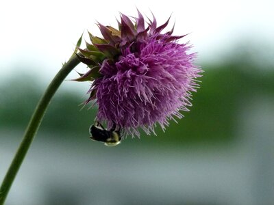 Thistle milk thistle insect photo