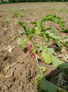 20110702Rettichfeld_Reilingen2