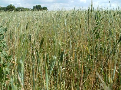 20110702Gerstenfeld_Reilingen2