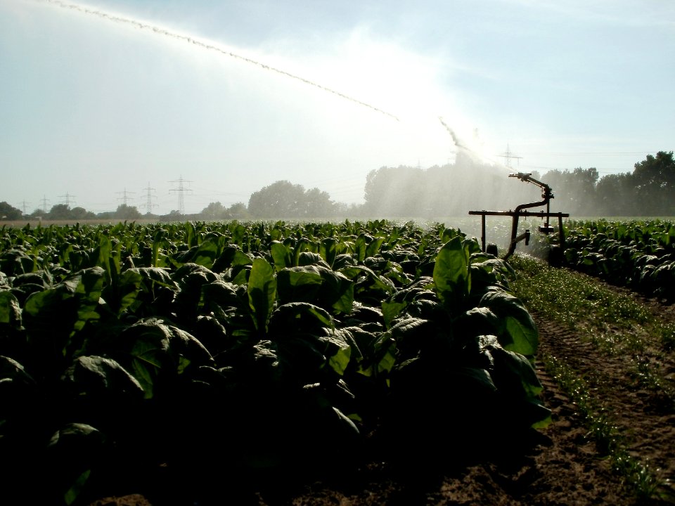 20110628Tabakfeld_Ketsch02