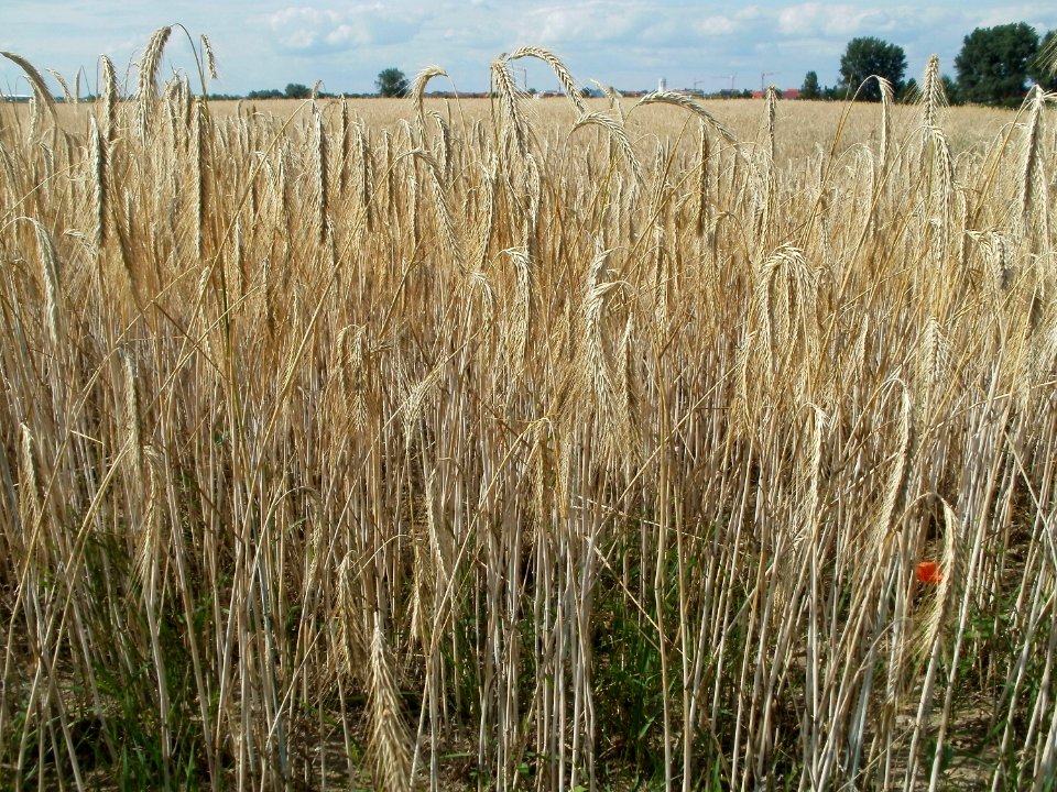 20110702Weizenfeld_Reilingen1