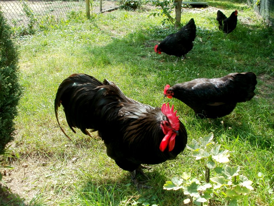 20110702Kleintierzuechter_Hockenheim1