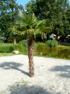 20110702Palmen_Landesgartenschaupark_Hockenheim3