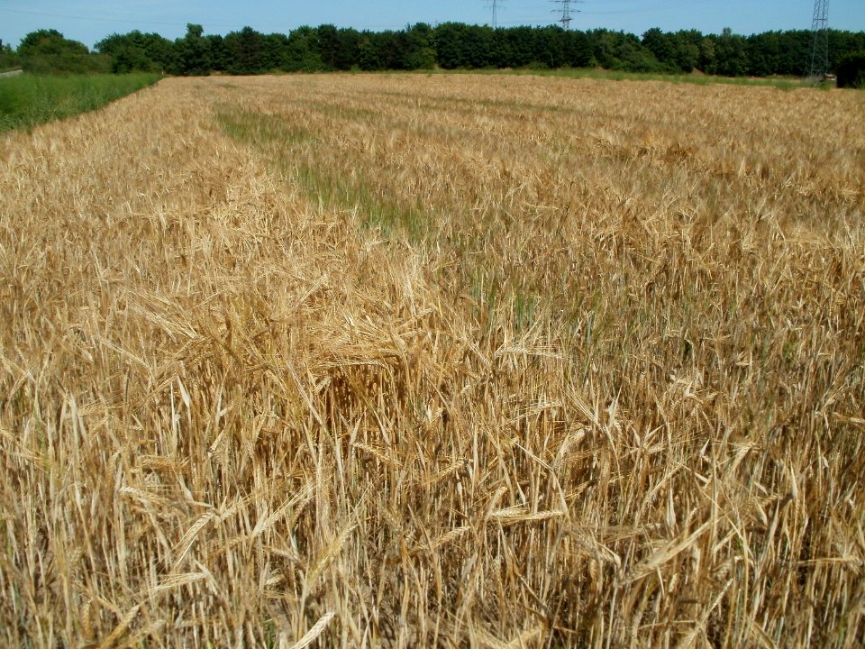 20110628Weizenfeld_Ketsch01