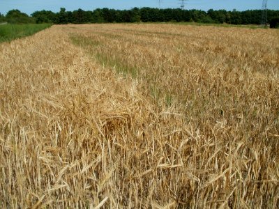 20110628Weizenfeld_Ketsch01