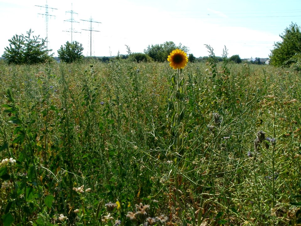 20110703Wildes_Rapsfeld_Ketsch6