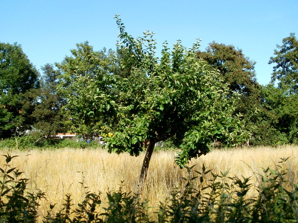 20110628Streuobstwiese_Ketsch2