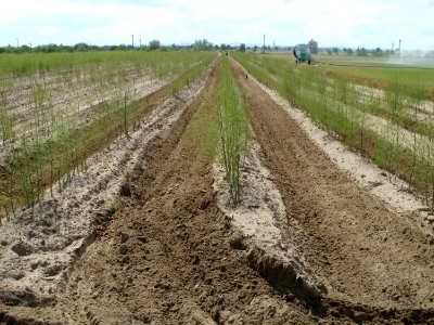 20110702Eggen_Spargelfeld_Reilingen