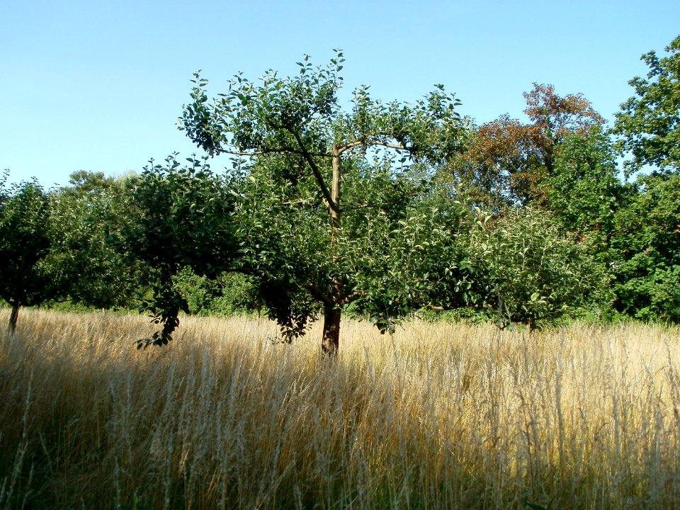 20110628Streuobstwiese_Ketsch1