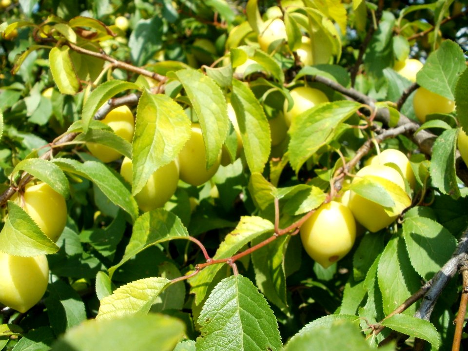 20110702Prunus_cerasifera_Reilingen1