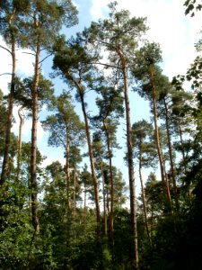 20110630Schwetzinger_Hart26