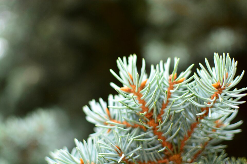 Conifer coniferous decoration