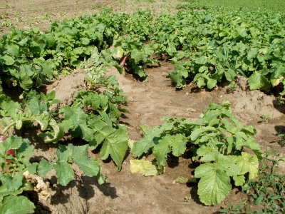 20110702Rettichfeld_Reilingen4