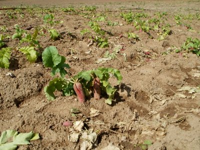 20110702Rettichfeld_Reilingen6