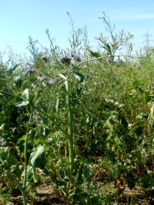 20110703Wildes_Rapsfeld_Ketsch1