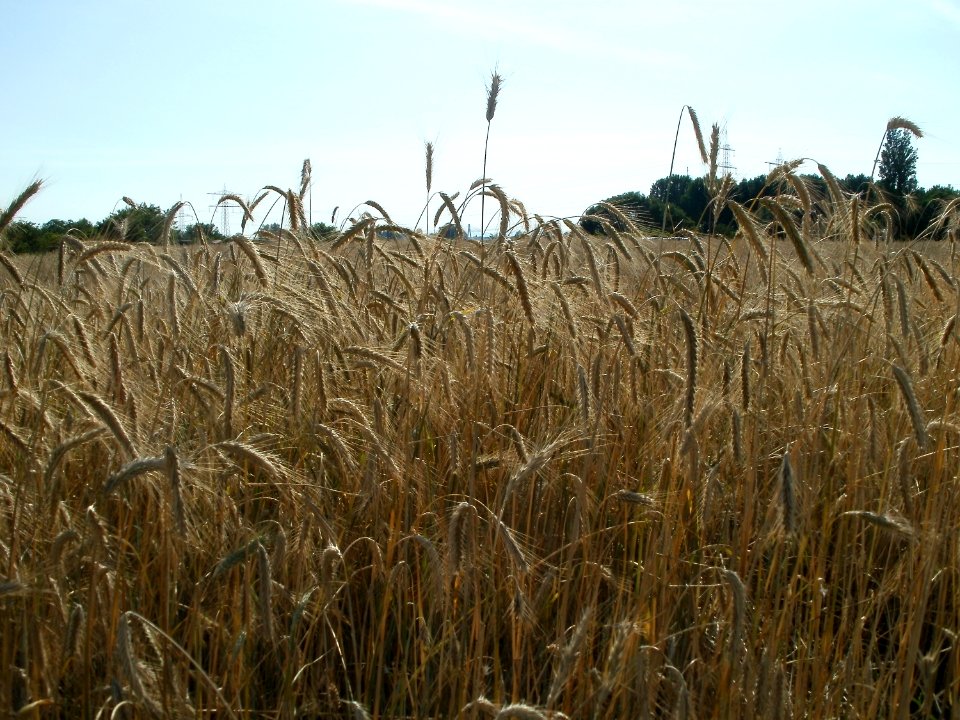 20110628Weizenfeld_Ketsch
