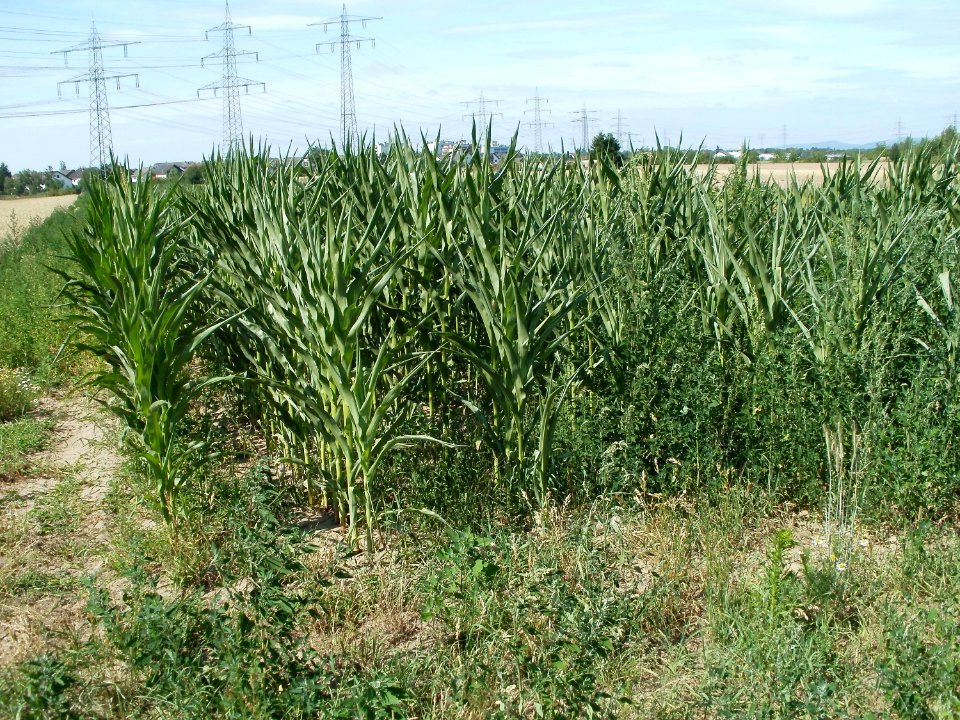 20110703Maisfeld_Ketsch1