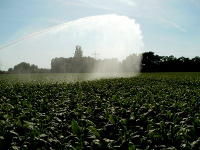 20110628Tabakfeld_Ketsch04